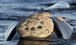 Southern Right Whale callosites