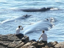 Whale watching Hermanus